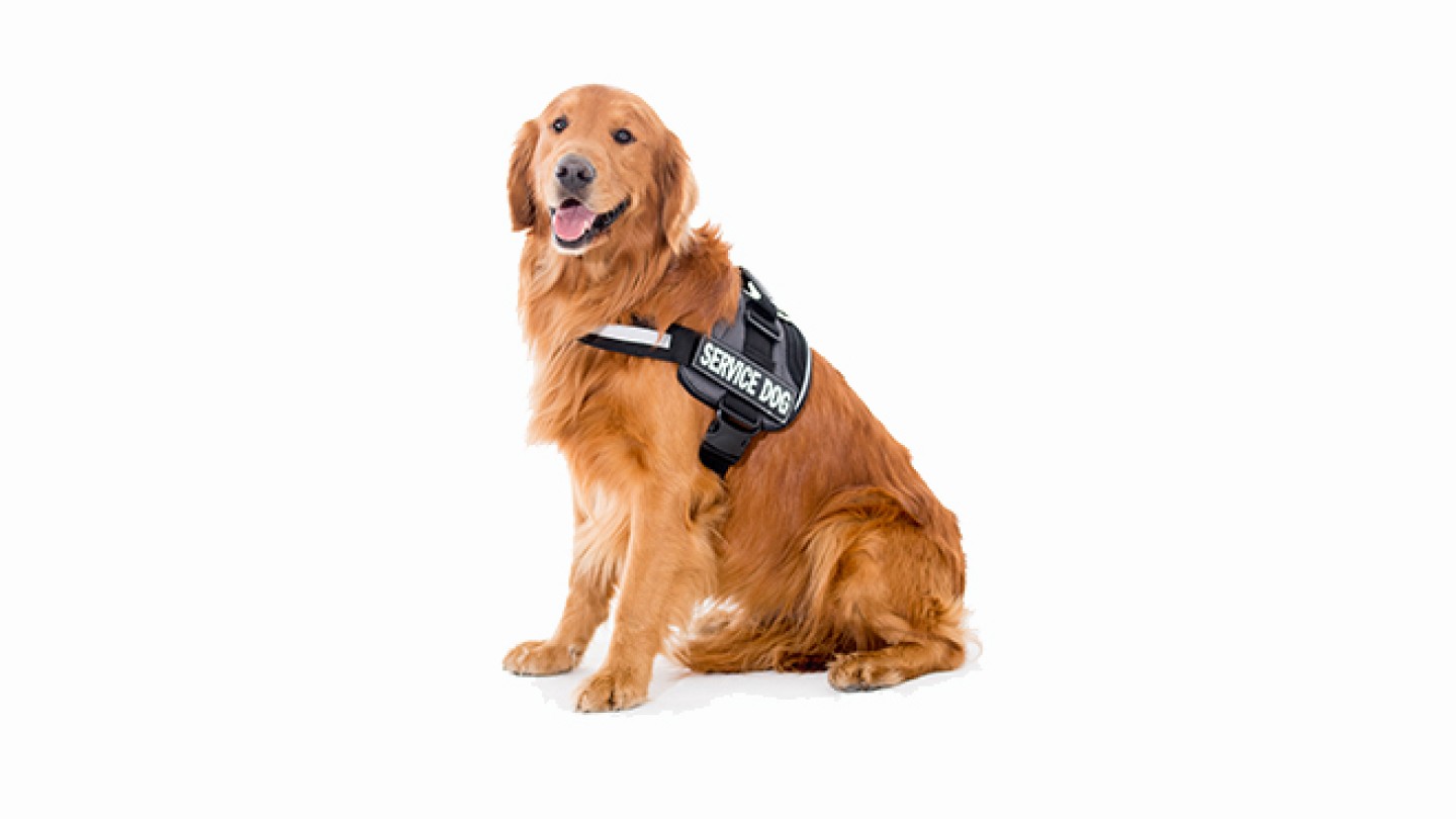 assistance dog